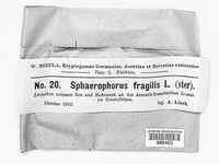 Sphaerophorus fragilis image